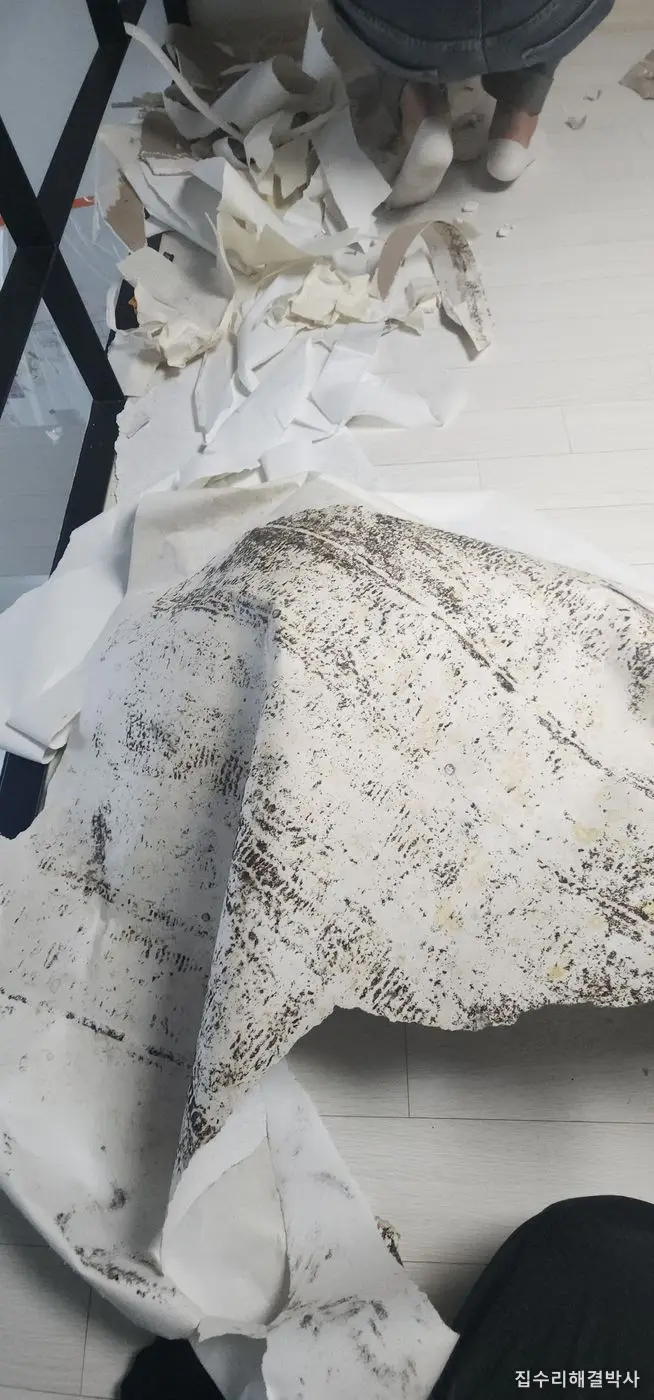 걷어낸 도배지에 묻어난 곰팡이