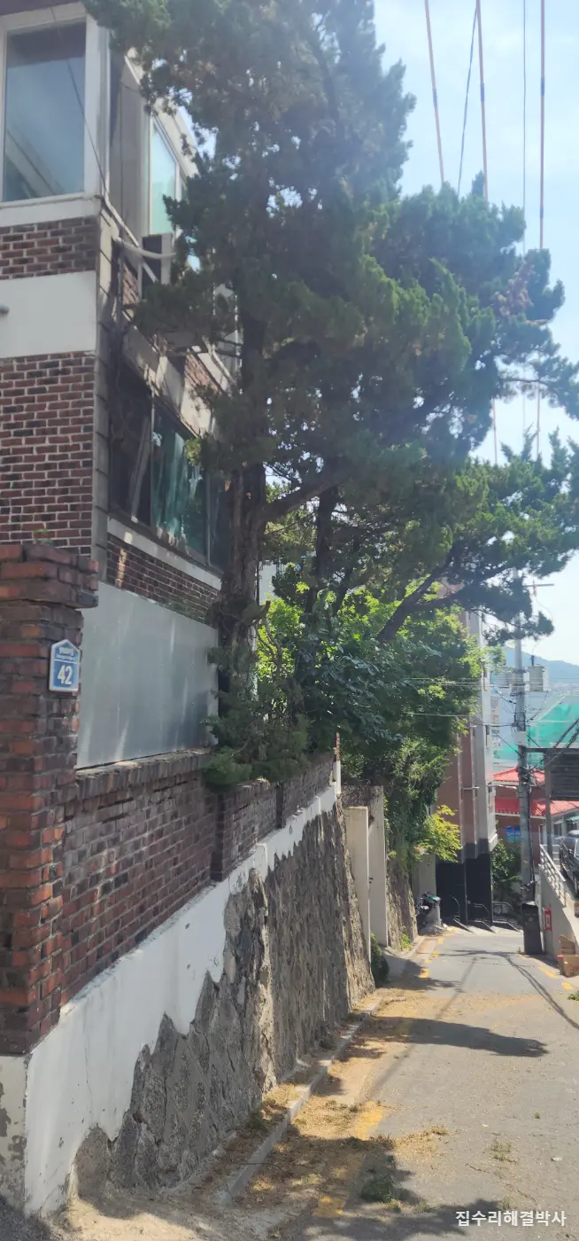 전깃줄에 걸리고 꽃가루 날리는 소나무 — 스카이차로 3그루 벌목, 잔가지까지 수거