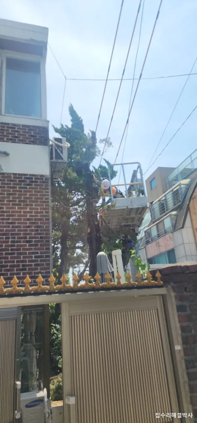 전깃줄에 걸리고 꽃가루 날리는 소나무 — 스카이차로 3그루 벌목, 잔가지까지 수거 시공 사진 4