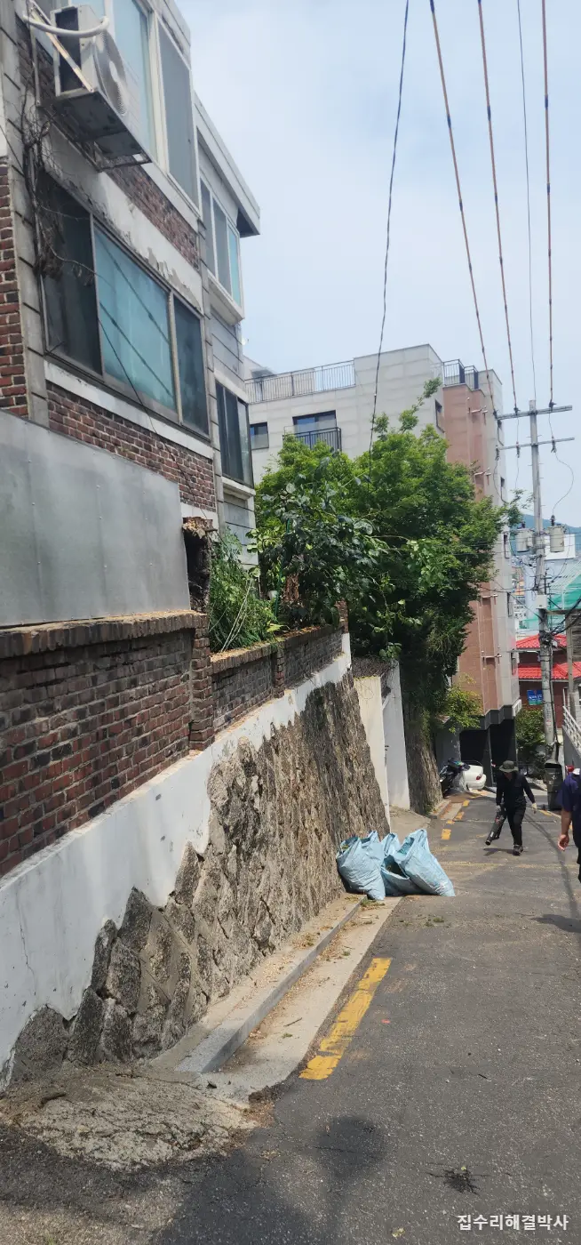 전깃줄에 걸리고 꽃가루 날리는 소나무 — 스카이차로 3그루 벌목, 잔가지까지 수거 시공 사진 7