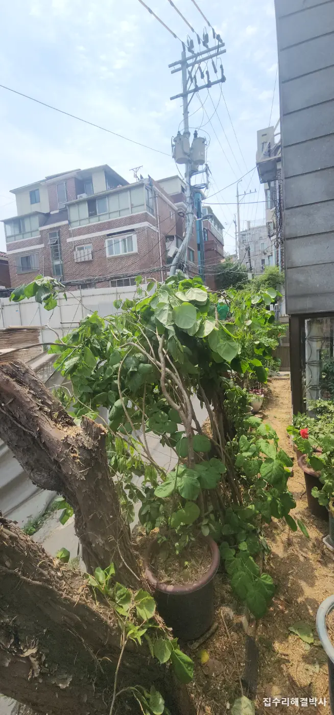 전깃줄에 걸리고 꽃가루 날리는 소나무 — 스카이차로 3그루 벌목, 잔가지까지 수거 시공 사진 6