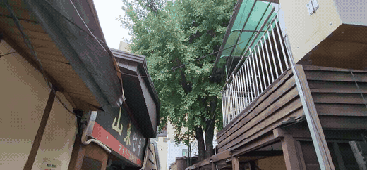나무를 베지 않고 민원만 줄이는 법 — 장비가 못 들어오는 골목의 잔가지 전지 시공 사진 1