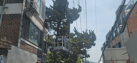 전깃줄에 걸리고 꽃가루 날리는 소나무 — 스카이차로 3그루 벌목, 잔가지까지 수거 작업 전