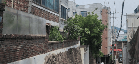 전깃줄에 걸리고 꽃가루 날리는 소나무 — 스카이차로 3그루 벌목, 잔가지까지 수거 작업 후