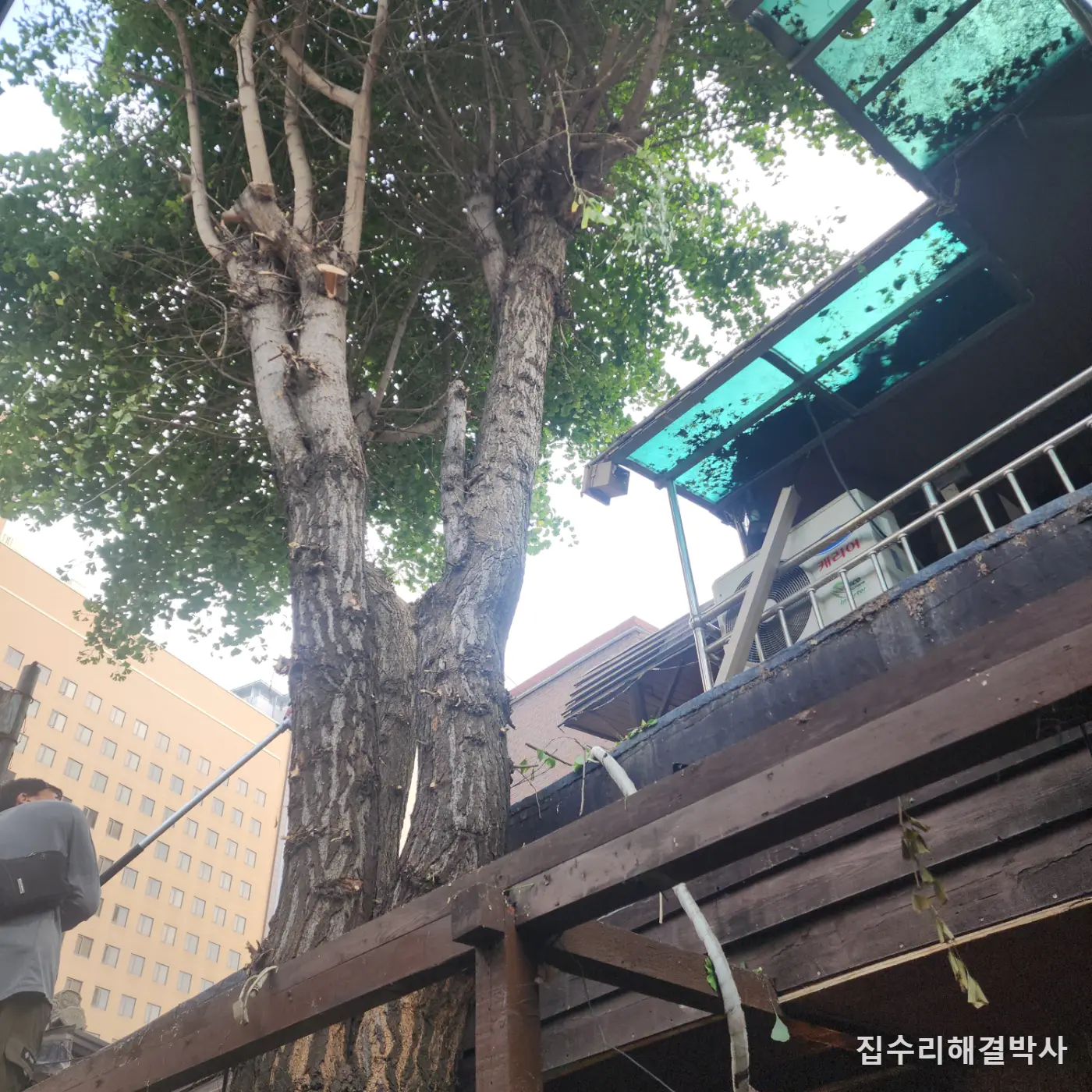 나무를 베지 않고 민원만 줄이는 법 — 장비가 못 들어오는 골목의 잔가지 전지 시공 사진 7