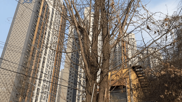 은행이 자꾸 떨어지는 창고 은행나무 — 사다리로 닿는 4~5미터까지 잔가지 제거 작업 전