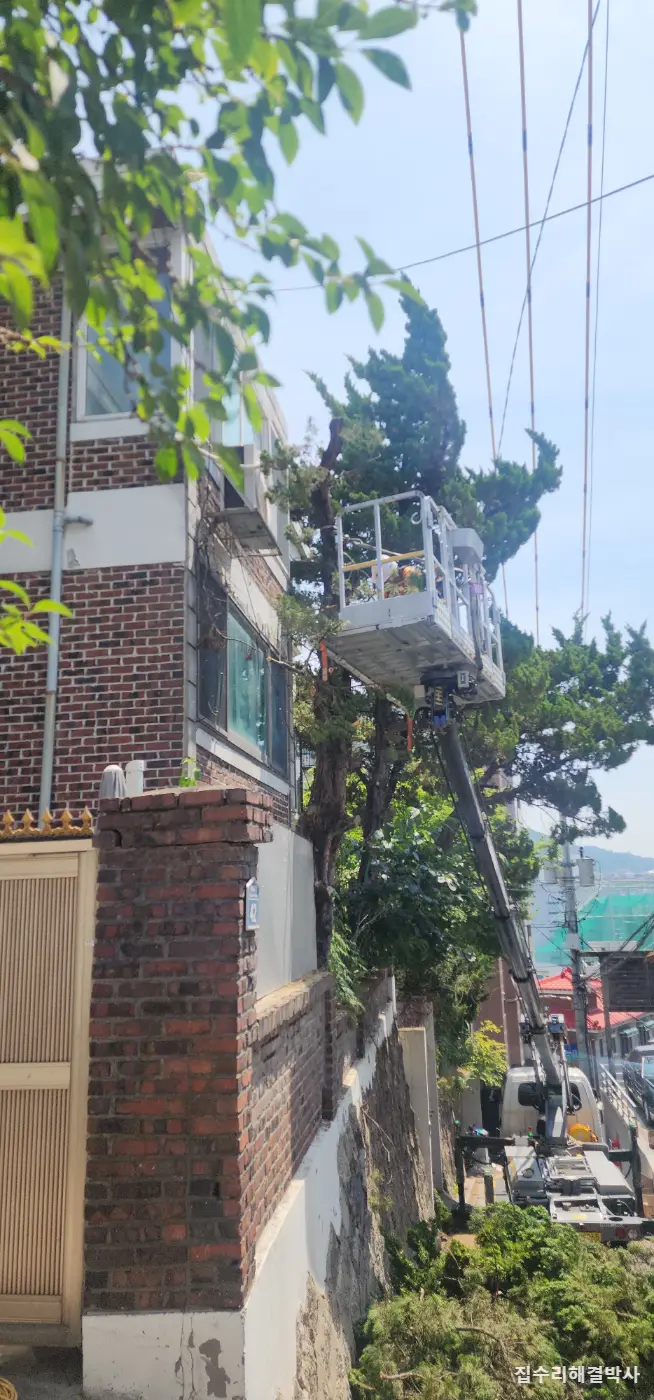 전깃줄에 걸리고 꽃가루 날리는 소나무 — 스카이차로 3그루 벌목, 잔가지까지 수거 시공 사진 3