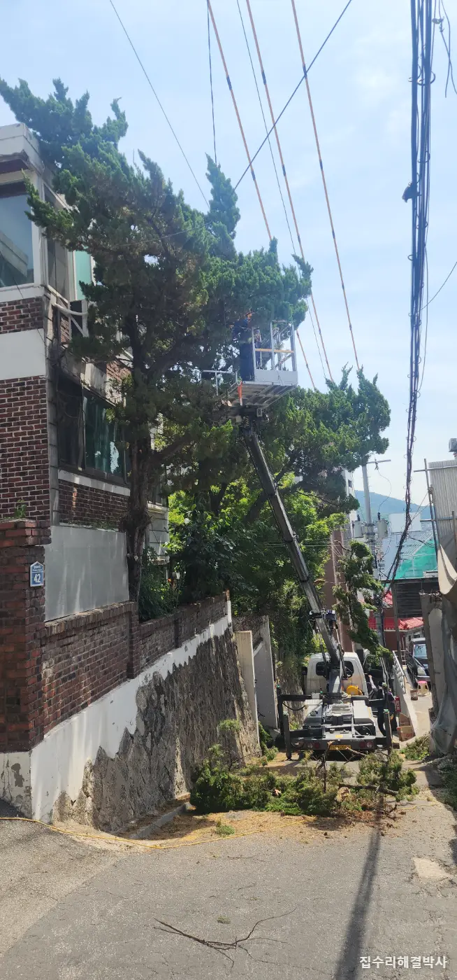 전깃줄에 걸리고 꽃가루 날리는 소나무 — 스카이차로 3그루 벌목, 잔가지까지 수거 시공 사진 2